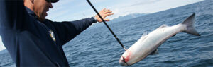Seward Salmon fishing charter