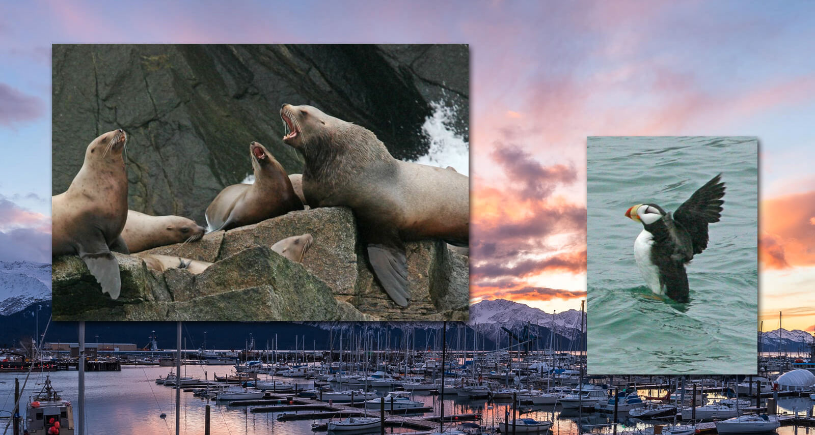 Kenai Fjords Tours